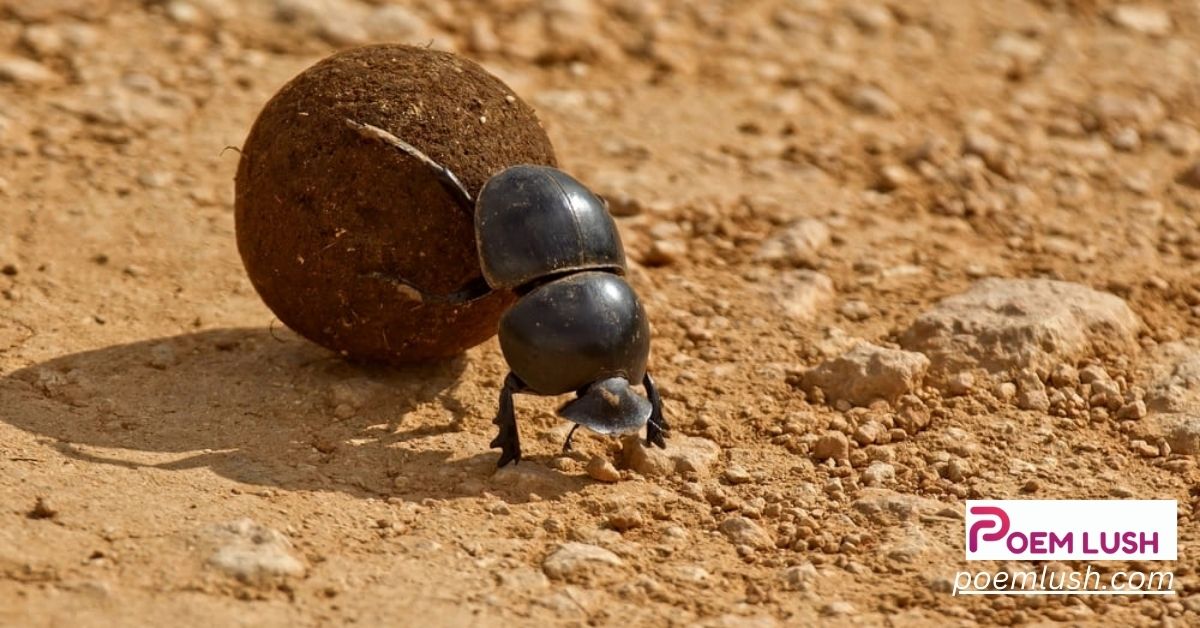 10 Poems Celebrating the Resilience of Dung Beetles